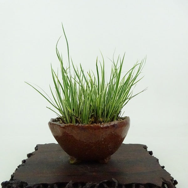 盆栽 石菖 樹高 約8cm せきしょう Acorus gramineus セキショウ 斑入り ショウブ科 ショウブ属 常緑多年生 観賞用 小品 w1198412862