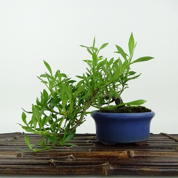 盆栽 梔子 喜代誉 樹高 上下 約13cm くちなし Gardenia jasminoides クチナシ アカネ科 クチナシ属 常緑樹 観賞用 小品 n1198410072