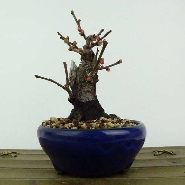 盆栽 梅 野梅 樹高 約12cm うめ Prunus mume ウメ 花梅 白 一重 ヤバイ ノウメ シャリ バラ科 落葉樹 観賞用 小品 g1198421867