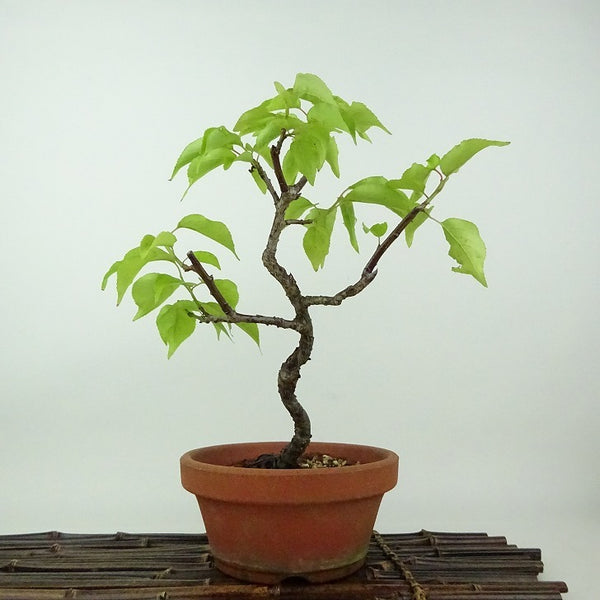 盆栽 梅 野梅 樹高 約24cm うめ Prunus mume ウメ 花梅 ヤバイ ノウメ バラ科 落葉樹 観賞用 o1198424924
