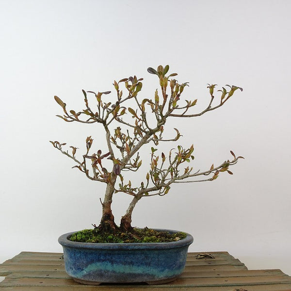 盆栽 皐月 涼風 樹高 約17cm さつき Rhododendron indicum サツキ ツツジ科 常緑樹 観賞用 小品 x1198410332