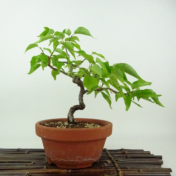 盆栽 梅 野梅 樹高 約22cm うめ Prunus mume ウメ 花梅 ヤバイ ノウメ バラ科 落葉樹 観賞用 c1198409320