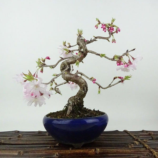 盆栽 桜 十月桜 樹高 約20cm さくら サクラ バラ科 落葉樹 観賞用 小品 u1198426381