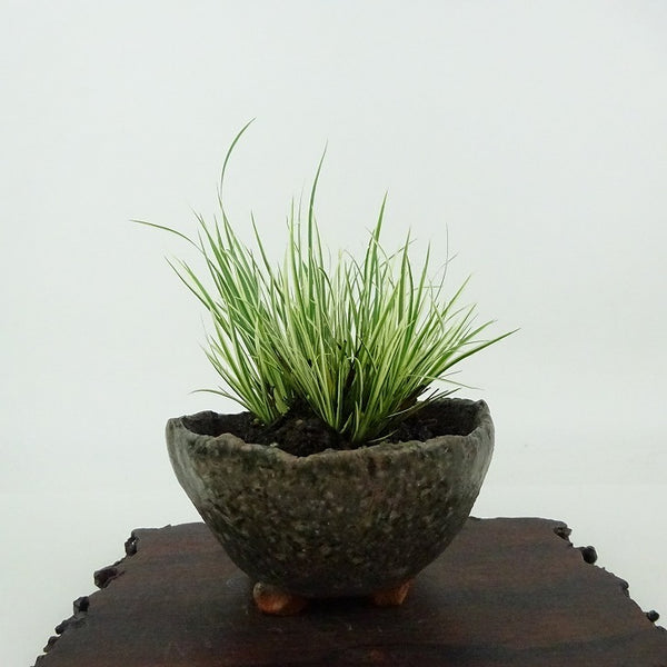 盆栽 石菖 樹高 約8cm せきしょう Acorus gramineus セキショウ 斑入り ショウブ科 ショウブ属 常緑多年生 観賞用 小品 n1198410828