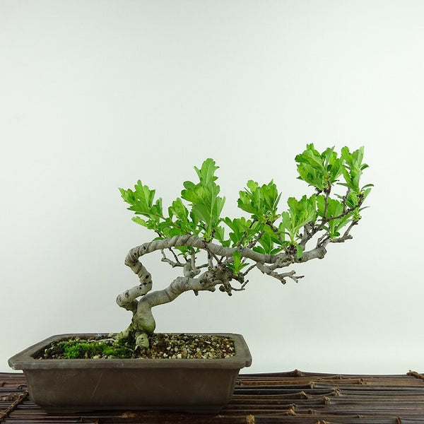 盆栽 山査子 樹高 約19cm さんざし Crataegus cuneata サンザシ バラ科 サンザシ属 落葉樹 観賞用 小品 g1198419423