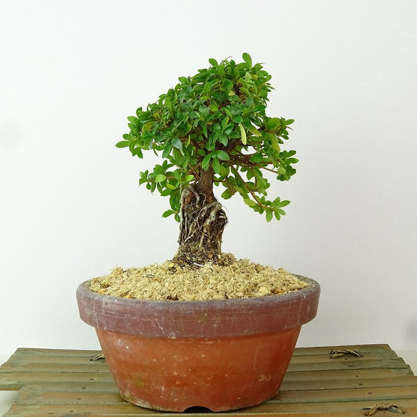 盆栽 皐月 明美の月 樹高 約15cm さつき Rhododendron indicum サツキ ツツジ科 常緑樹 観賞用 小品 x1198412428