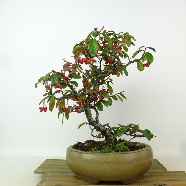 盆栽 コトネアスター 樹高 約24cm Cotoneaster バラ科 コトネアスター属 常緑～半常緑 観賞用 x1198416157