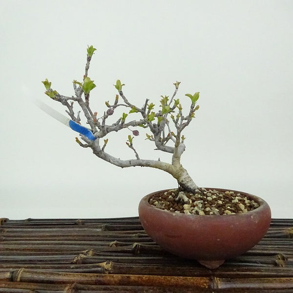 盆栽 酸実 樹高 約11cm ずみ Malus toringo ズミ バラ科 落葉樹 観賞用 小品 e1198412183