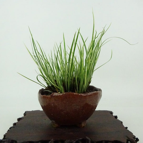 盆栽 石菖 樹高 約11cm せきしょう Acorus gramineus セキショウ 斑入り ショウブ科 ショウブ属 常緑多年生 観賞用 小品 c1198411507