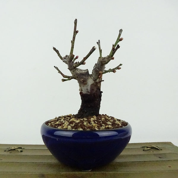 盆栽 梅 野梅 樹高 約11cm うめ Prunus mume ウメ 花梅 白 一重 ヤバイ ノウメ シャリ バラ科 落葉樹 観賞用 小品 t1198408633