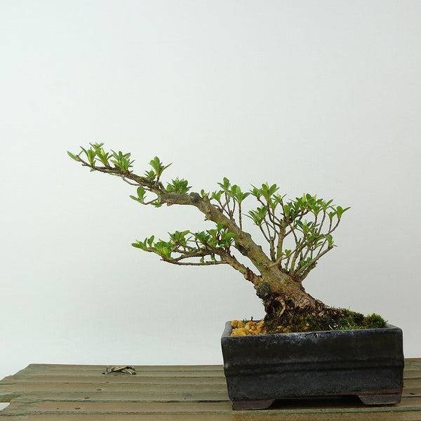盆栽 皐月 小太郎 樹高 約12cm さつき Rhododendron indicum サツキ ツツジ科 常緑樹 観賞用 小品 s1198415323