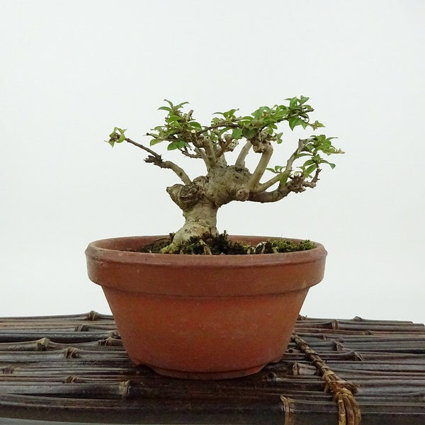 盆栽 百日紅 樹高 約8cm さるすべり Lagerstroemia indica サルスベリ 八房 ミソハギ科 サルスベリ属 落葉樹 観賞用 小品 t1198410772