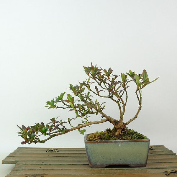 盆栽 皐月 樹高 約11cm さつき Rhododendron indicum サツキ ツツジ科 常緑樹 観賞用 小品 b1198417298