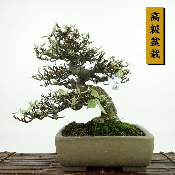 盆栽 寒茱萸 樹高 約24cm かんぐみ 高級盆栽 Elaeagnus カングミ ミ科 常緑樹 観賞用 h1198424481