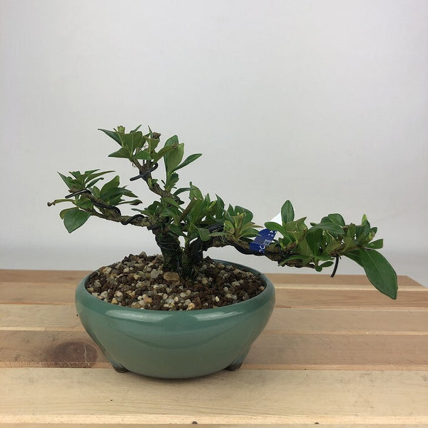 盆栽 梔子 一寸法師 樹高 約8cm くちなし Gardenia jasminoides クチナシ アカネ科 クチナシ属 常緑樹 観賞用 小品 b1198425054