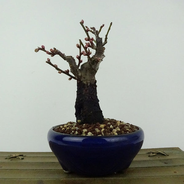 盆栽 梅 野梅 樹高 約13cm うめ Prunus mume ウメ 花梅 白 一重 ヤバイ ノウメ シャリ バラ科 落葉樹 観賞用 小品 v1198437240
