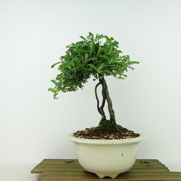 盆栽 磯山椒 樹高 約22cm いそざんしょう イソザンショウ 根上り バラ科 テンノウウメ属 常緑樹 観賞用 u1198421746