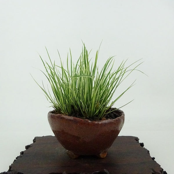 盆栽 石菖 樹高 約9cm せきしょう Acorus gramineus セキショウ 斑入り ショウブ科 ショウブ属 常緑多年生 観賞用 小品 n1198408878