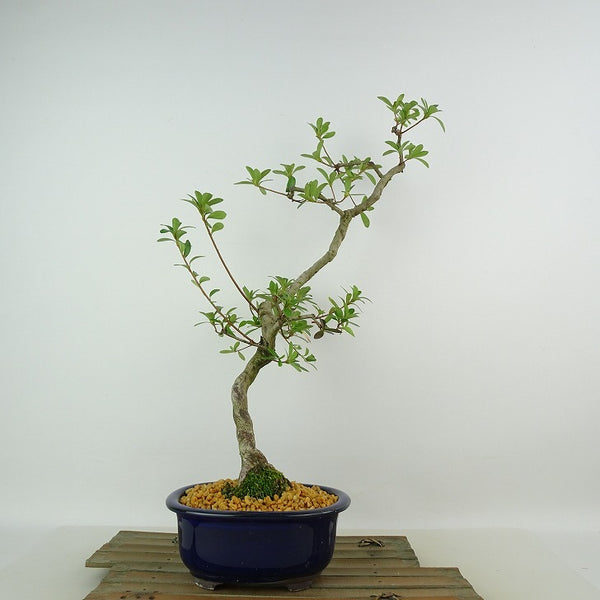 盆栽 皐月 八咫の鏡 樹高 約39cm さつき Rhododendron indicum サツキ ツツジ科 常緑樹 観賞用 c1198408437