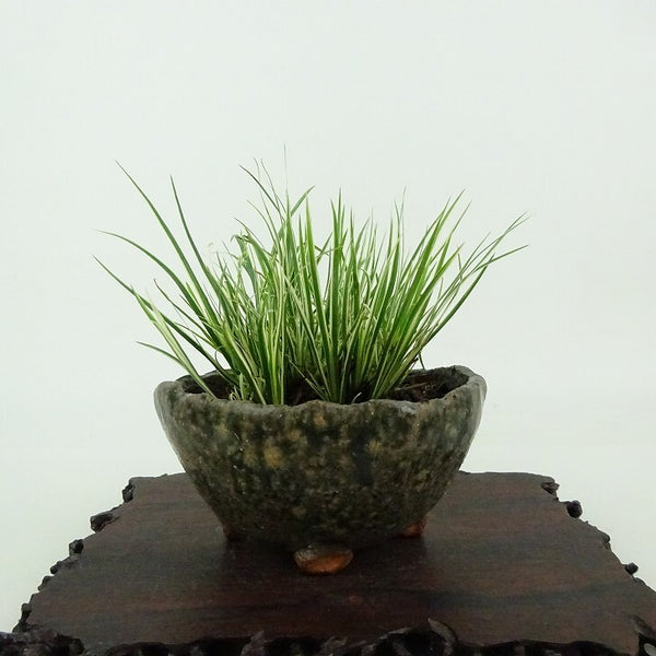 盆栽 石菖 樹高 約7cm せきしょう Acorus gramineus セキショウ 斑入り ショウブ科 ショウブ属 常緑多年生 観賞用 小品 x1198411982