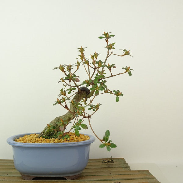盆栽 皐月 築峰 樹高 約19cm さつき Rhododendron indicum サツキ ツツジ科 常緑樹 観賞用 小品 n1198411269
