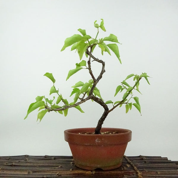 盆栽 梅 野梅 樹高 約21cm うめ Prunus mume ウメ 花梅 ヤバイ ノウメ のうめ バラ科 落葉樹 観賞用 b1198416843