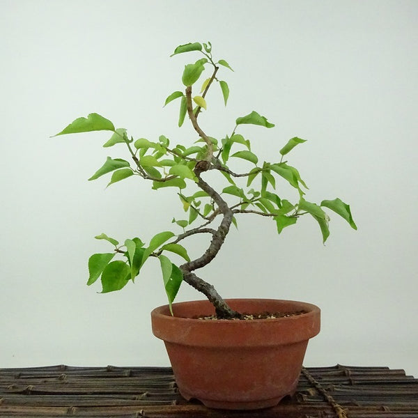 盆栽 梅 野梅 樹高 約25cm うめ Prunus mume ウメ 花梅 ヤバイ ノウメ バラ科 落葉樹 観賞用 g1198413599