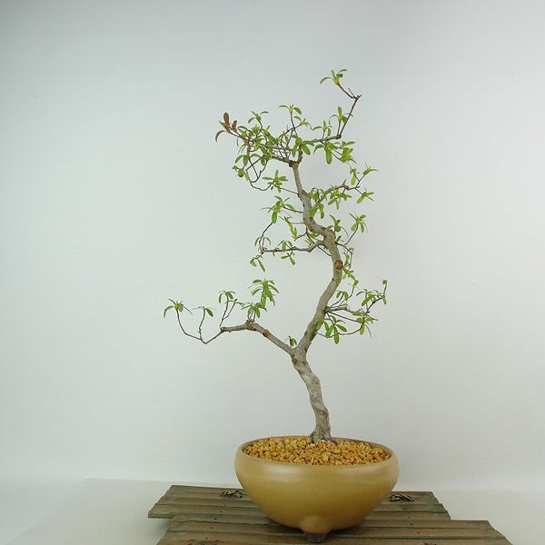 盆栽 皐月 花水仙 樹高 約37cm さつき Rhododendron indicum サツキ ツツジ科 常緑樹 観賞用 r1198402742