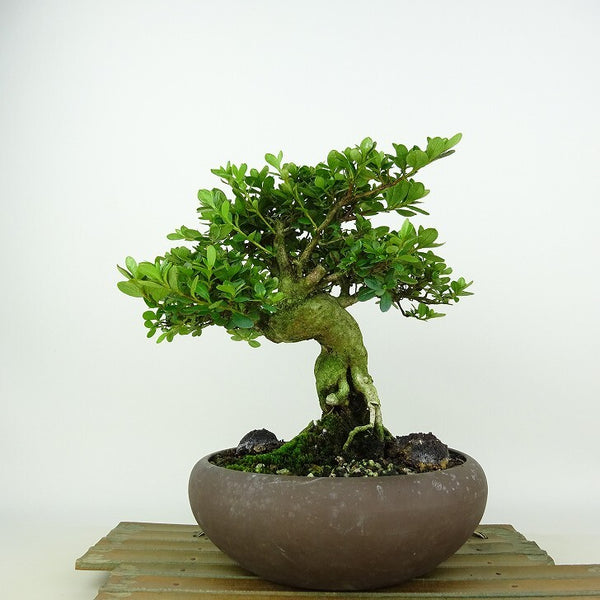 盆栽 皐月 深山霧島 樹高 約19cm さつき Rhododendron indicum サツキ ツツジ科 常緑樹 観賞用 小品 o1198425067