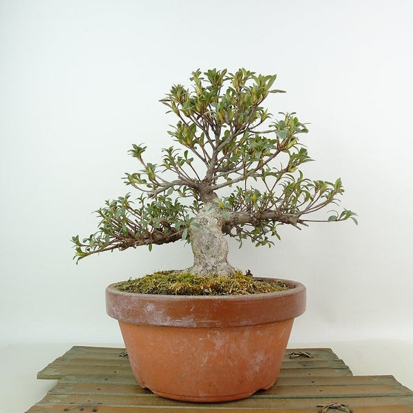 盆栽 皐月 樹高 約22cm さつき Rhododendron indicum サツキ ツツジ科 常緑樹 観賞用 r1198410904