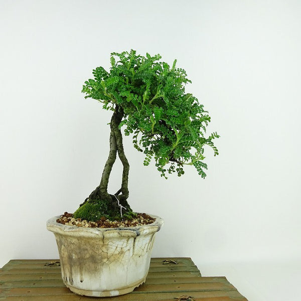 盆栽 磯山椒 樹高 約22cm いそざんしょう イソザンショウ 根上り バラ科 テンノウウメ属 常緑樹 観賞用 r1198405283