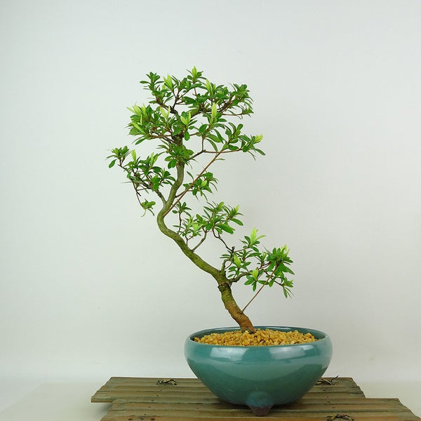 盆栽 皐月 桜姫 樹高 約30cm さつき Rhododendron indicum サツキ ツツジ科 常緑樹 観賞用 s1198419201