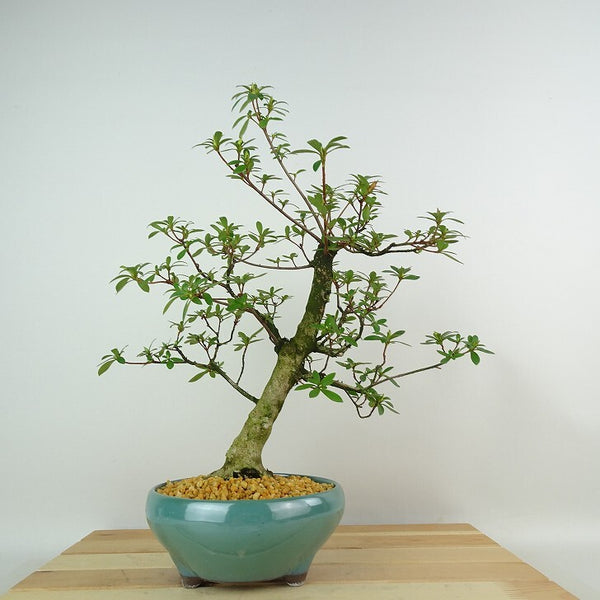 盆栽 皐月 朝桜 樹高 約34cm さつき Rhododendron indicum サツキ ツツジ科 常緑樹 観賞用 l1198413512