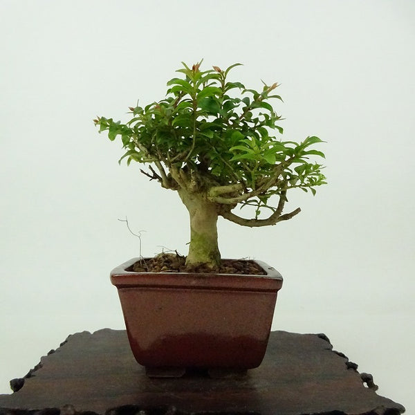 盆栽 百日紅 樹高 約11cm さるすべり Lagerstroemia indica サルスベリ ミソハギ科 サルスベリ属 落葉樹 観賞用 小品 j1198419203