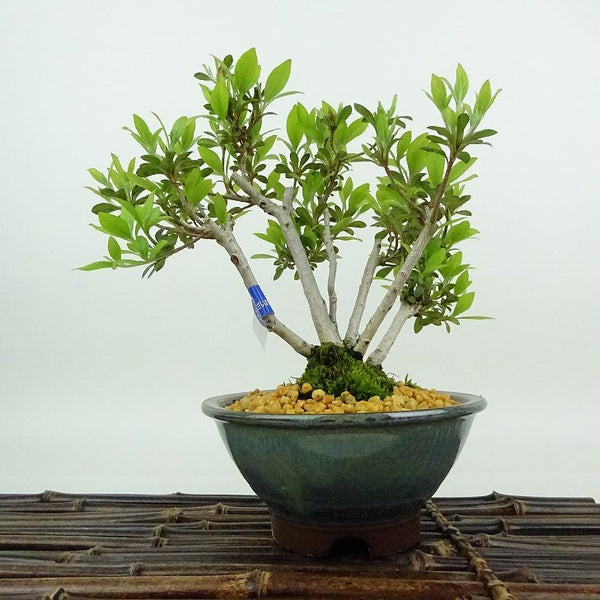 盆栽 皐月 菊姫 樹高 約18cm さつき Rhododendron indicum サツキ ツツジ科 常緑樹 観賞用 小品 u1198427966