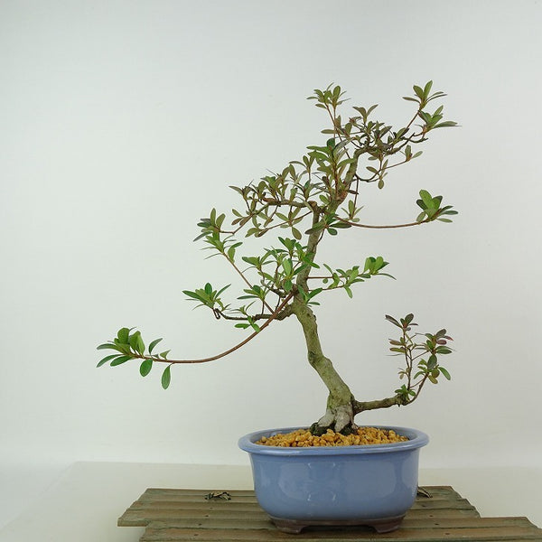 盆栽 皐月 神鏡 樹高 約30cm さつき Rhododendron indicum サツキ ツツジ科 常緑樹 観賞用 k1198407880