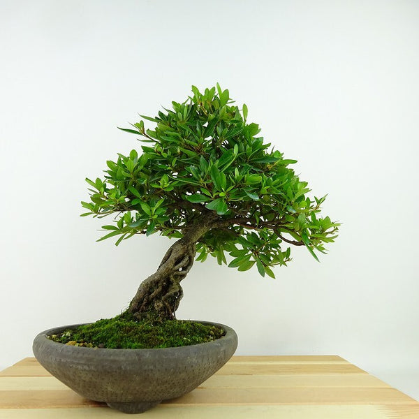 盆栽 皐月 樹高 約23cm さつき Rhododendron indicum サツキ ツツジ科 常緑樹 観賞用 e1198409740