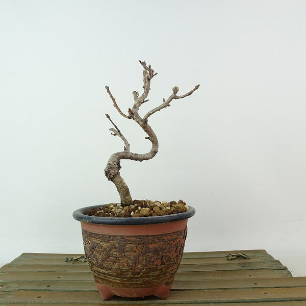 盆栽 桜 オカメザクラ 樹高 約14cm さくら サクラ バラ科 落葉樹 観賞用 小品 c1198408333