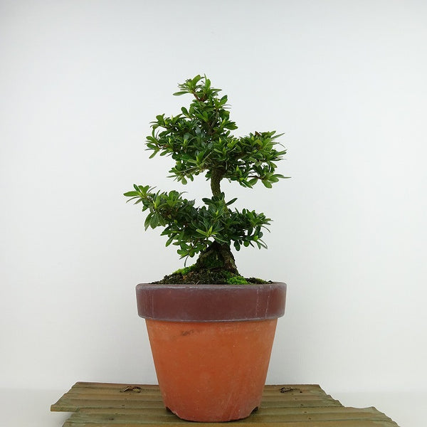 盆栽 皐月 明美の月 樹高 約22cm さつき Rhododendron indicum サツキ ツツジ科 常緑樹 観賞用 v1198440861