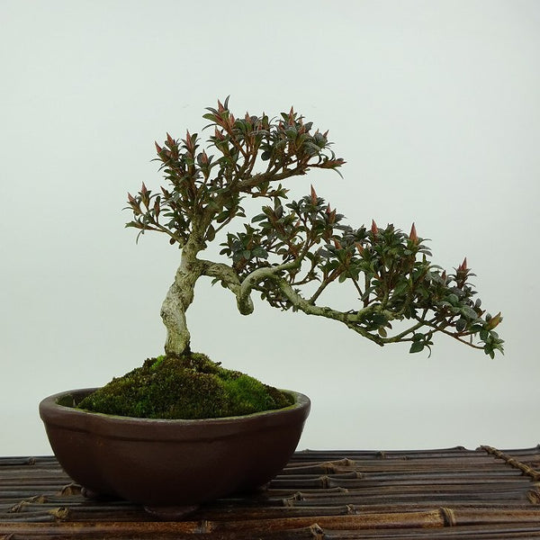 盆栽 皐月 菊姫 樹高 約17cm さつき Rhododendron indicum サツキ ツツジ科 常緑樹 観賞用 小品 h1198426660