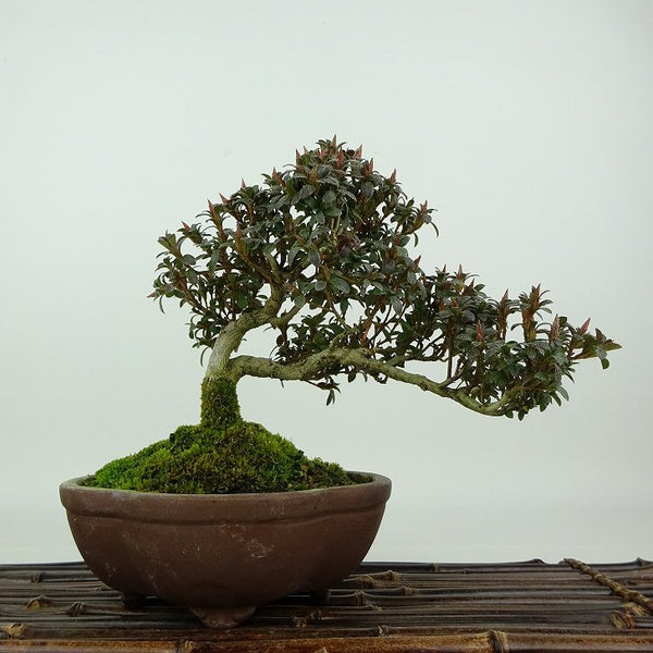 盆栽 皐月 菊姫 樹高 約16cm さつき Rhododendron indicum サツキ ツツジ科 常緑樹 観賞用 小品 j1198413767