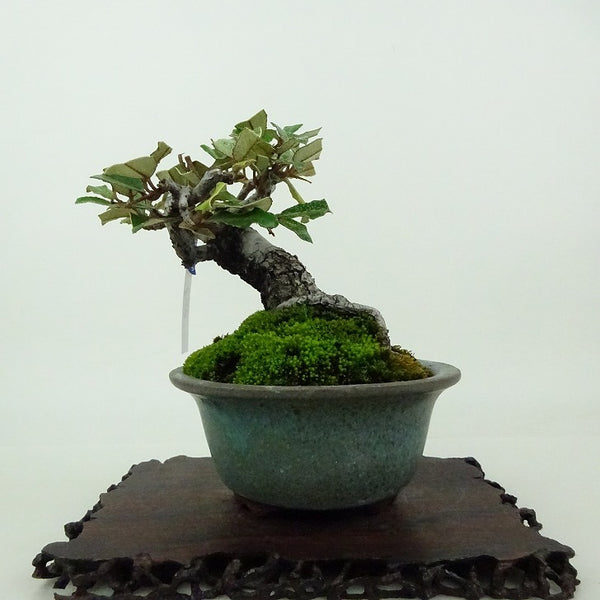 盆栽 寒茱萸 樹高 約10cm かんぐみ Elaeagnus カングミ グミ科 常緑樹 観賞用 小品 l1198415700