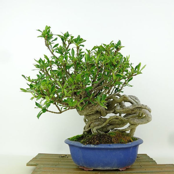 盆栽 梔子 樹高 約23cm くちなし Gardenia jasminoides クチナシ アカネ科 クチナシ属 常緑樹 k1198414353