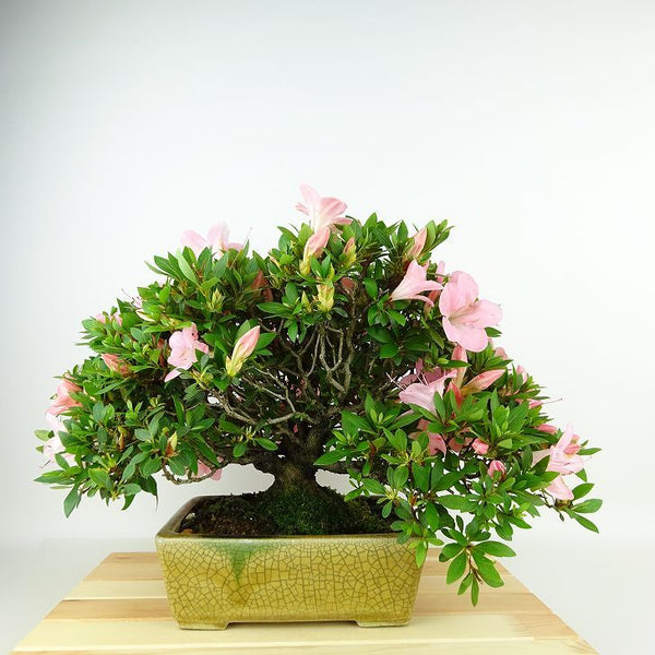 盆栽 皐月 葵の輝 樹高 約29cm さつき Rhododendron indicum サツキ ツツジ科 常緑樹 観賞用 b1198419282