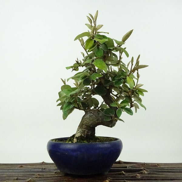 盆栽 寒茱萸 樹高 約18cm かんぐみ Elaeagnus カングミ グミ科 常緑樹 観賞用 小品 x1198410884