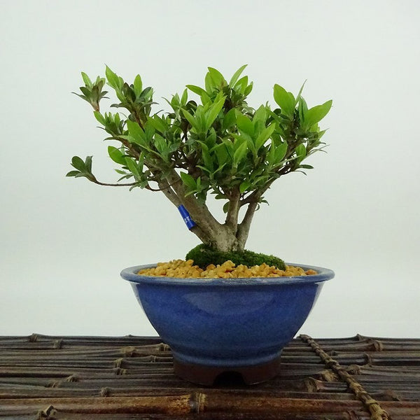盆栽 皐月 菊姫 樹高 約12cm さつき Rhododendron indicum サツキ ツツジ科 常緑樹 観賞用 小品 v1198435387