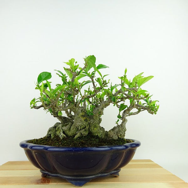 盆栽 梔子 樹高 約18cm くちなし Gardenia jasminoides クチナシ アカネ科 クチナシ属 常緑樹 観賞用 小品 x1198414664