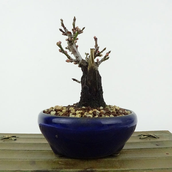 盆栽 梅 野梅 樹高 約10cm うめ Prunus mume ウメ 花梅 白 一重 ヤバイ ノウメ シャリ バラ科 落葉樹 観賞用 小品 g1198422604