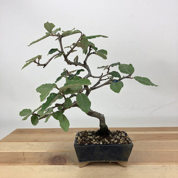盆栽 寒茱萸 樹高 約16cm かんぐみ Elaeagnus カングミ グミ科 常緑樹 観賞用 小品 c1198407187