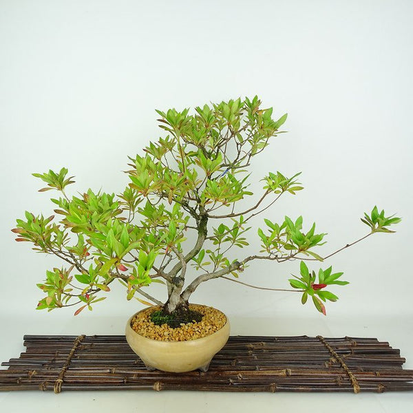 盆栽 皐月 樹高 約34cm さつき Rhododendron indicum サツキ ツツジ科 常緑樹 観賞用 u1198428115